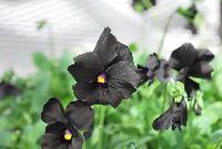  Viola Molly Sanderson -- As seen @ Jaldety Plant Propagation Nurseries @ Pacific Plug & Liner, Spring Trials 2016: Viola 'Molly Sanderson' featuring a truly black viola with prolific black flowers with tiny yellow to violet centers on a dense, mounding and trailing habit of light green foliage.