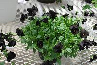  Viola Molly Sanderson -- As seen @ Jaldety Plant Propagation Nurseries @ Pacific Plug & Liner, Spring Trials 2016: Viola 'Molly Sanderson' featuring a truly black viola with prolific black flowers with tiny yellow to violet centers on a dense, mounding and trailing habit of light green foliage.