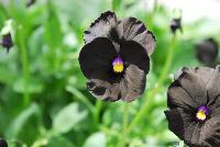  Viola Molly Sanderson -- As seen @ Jaldety Plant Propagation Nurseries @ Pacific Plug & Liner, Spring Trials 2016: Viola 'Molly Sanderson' featuring a truly black viola with prolific black flowers with tiny yellow to violet centers on a dense, mounding and trailing habit of light green foliage.