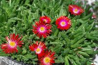 Jewels of Desert Delosperma Garnet -- New from Jaldety Plant Propagation Nurseries @ Pacific Plug & Liner, Spring Trials 2016: Jewels of Desert Delosperma 'Garnet' featuring very bright red daisy-like, multi-petal flowers with yellow to white centers popping above the succulent, fat leaves of this mounding ground cover or filler.