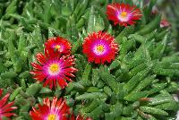 Jewels of Desert Delosperma Garnet -- New from Jaldety Plant Propagation Nurseries @ Pacific Plug & Liner, Spring Trials 2016: Jewels of Desert Delosperma 'Garnet' featuring very bright red daisy-like, multi-petal flowers with yellow to white centers popping above the succulent, fat leaves of this mounding ground cover or filler.