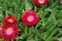 Jewels of Desert Delosperma Garnet -- New from Jaldety Plant Propagation Nurseries @ Pacific Plug & Liner, Spring Trials 2016: Jewels of Desert Delosperma 'Garnet' featuring very bright red daisy-like, multi-petal flowers with yellow to white centers popping above the succulent, fat leaves of this mounding ground cover or filler.