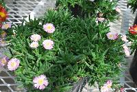 Jewels of Desert Delosperma Rosequartz -- New from Jaldety Plant Propagation Nurseries @ Pacific Plug & Liner, Spring Trials 2016: Jewels of Desert Delosperma 'Rosequartz' featuring light pink daisy-like, multi-petal flowers with yellow to white centers popping above the succulent, fat leaves of this mounding ground cover or filler.