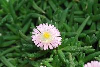 Jewels of Desert Delosperma Rosequartz -- New from Jaldety Plant Propagation Nurseries @ Pacific Plug & Liner, Spring Trials 2016: Jewels of Desert Delosperma 'Rosequartz' featuring light pink daisy-like, multi-petal flowers with yellow to white centers popping above the succulent, fat leaves of this mounding ground cover or filler.