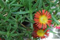 Wheels of Wonder® Delosperma Fire Wonder -- From Jaldety Plant Propagation Nurseries @ Pacific Plug & Liner, Spring Trials 2016: Wheels of Wonder® Delosperma 'Fire wonder' featuring fire orange-red daisy-like, multi-petal flowers with yellow to white centers popping from the succulent, fat leaves of this mounding ground cover or filler.