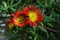 Wheels of Wonder® Delosperma Fire Wonder -- From Jaldety Plant Propagation Nurseries @ Pacific Plug & Liner, Spring Trials 2016: Wheels of Wonder® Delosperma 'Fire wonder' featuring fire orange-red daisy-like, multi-petal flowers with yellow to white centers popping from the succulent, fat leaves of this mounding ground cover or filler.