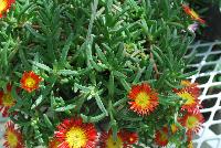 Wheels of Wonder® Delosperma Fire Wonder -- From Jaldety Plant Propagation Nurseries @ Pacific Plug & Liner, Spring Trials 2016: Wheels of Wonder® Delosperma 'Fire wonder' featuring fire orange-red daisy-like, multi-petal flowers with yellow to white centers popping from the succulent, fat leaves of this mounding ground cover or filler.