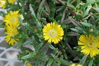 Wheels of Wonder® Delosperma Golden Wonder -- From Jaldety Plant Propagation Nurseries @ Pacific Plug & Liner, Spring Trials 2016: Wheels of Wonder® Delosperma 'Golden Wonder' featuring bright golden yellow daisy-like, multi-petal flowers with yellow to white centers popping from the succulent, fat leaves of this mounding ground cover or filler.