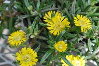 Wheels of Wonder® Delosperma Golden Wonder -- From Jaldety Plant Propagation Nurseries @ Pacific Plug & Liner, Spring Trials 2016: Wheels of Wonder® Delosperma 'Golden Wonder' featuring bright golden yellow daisy-like, multi-petal flowers with yellow to white centers popping from the succulent, fat leaves of this mounding ground cover or filler.