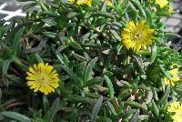 Wheels of Wonder® Delosperma Golden Wonder -- From Jaldety Plant Propagation Nurseries @ Pacific Plug & Liner, Spring Trials 2016: Wheels of Wonder® Delosperma 'Golden Wonder' featuring bright golden yellow daisy-like, multi-petal flowers with yellow to white centers popping from the succulent, fat leaves of this mounding ground cover or filler.