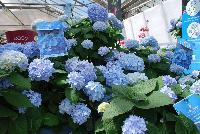 Endless Summer® Collection Hydrangea macrophylla The Original -- From Pacific Plug & Liner, Spring Trials 2016: the endless Summer® Collection of Hydrangea.  Experience Life in Full Bloom.  The only hydrangea that blooms all year from Spring to Fall.  'BAILMER'  PP15, CPBR 2305.