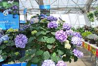 Endless Summer® Collection Hydrangea macrophylla The Original -- From Pacific Plug & Liner, Spring Trials 2016: the endless Summer® Collection of Hydrangea.  Experience Life in Full Bloom.  The only hydrangea that blooms all year from Spring to Fall.  'BAILMER'  PP15, CPBR 2305.