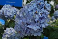 Endless Summer® Collection Hydrangea macrophylla The Original -- From Pacific Plug & Liner, Spring Trials 2016: the endless Summer® Collection of Hydrangea.  Experience Life in Full Bloom.  The only hydrangea that blooms all year from Spring to Fall.  'BAILMER'  PP15, CPBR 2305.