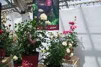 Easy Elegance® Rosa  -- From Pacific Plug & Liner, Spring Trials 2016: the Easy Elegance® Roses. Roses You Can Grow™.  Easy Care Shrub Rose.  Blooms Spring thru Fall.  Naturally Disease Resistant.