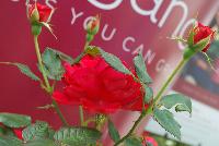 Easy Elegance® Rosa Super Hero -- From Pacific Plug & Liner, Spring Trials 2016: the Easy Elegance® Rose 'Super Hero', a dark red specimen with prolific flowering. Roses You Can Grow™.  Easy Care Shrub Rose.  Blooms Spring thru Fall.  Naturally Disease Resistant.