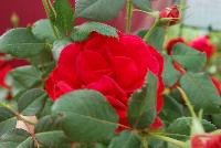 Easy Elegance® Rosa Super Hero -- From Pacific Plug & Liner, Spring Trials 2016: the Easy Elegance® Rose 'Super Hero', a dark red specimen with prolific flowering. Roses You Can Grow™.  Easy Care Shrub Rose.  Blooms Spring thru Fall.  Naturally Disease Resistant.