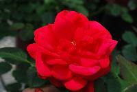 Easy Elegance® Rosa Super Hero -- From Pacific Plug & Liner, Spring Trials 2016: the Easy Elegance® Rose 'Super Hero', a dark red specimen with prolific flowering. Roses You Can Grow™.  Easy Care Shrub Rose.  Blooms Spring thru Fall.  Naturally Disease Resistant.