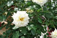 Easy Elegance® Rosa Music Box -- From Pacific Plug & Liner, Spring Trials 2016: the Easy Elegance® Rose 'Music Box', a cream to pink specimen with prolific flowering. Roses You Can Grow™.  Easy Care Shrub Rose.  Blooms Spring thru Fall.  Naturally Disease Resistant.