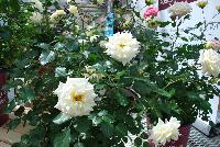 Easy Elegance® Rosa Music Box -- From Pacific Plug & Liner, Spring Trials 2016: the Easy Elegance® Rose 'Music Box', a cream to pink specimen with prolific flowering. Roses You Can Grow™.  Easy Care Shrub Rose.  Blooms Spring thru Fall.  Naturally Disease Resistant.