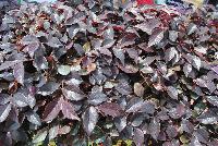 First Editions® Lorapetalum chinensis var. rubrum Crimson Fire™ -- At Pacific Plug & Liner, Spring Trials 2016: Lorapetalum chinensis var. rubrum 'Crimson Fire'™ (Crimson Fire Fringe Flower) featuring rich, ruby-red foliage all year long, with a compact habit that is perfect for small gardens ad fountain plantings. Neon pink flowers in spring are highlighted by the colorful foliage.  Width: 3 feet.  Spread: 4 feet.  Zone 7 – 9.  Full Sun to Part Shade.  'PIILC-I' PP25,534  FirstEditionPlants.com