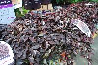 First Editions® Lorapetalum chinensis var. rubrum Crimson Fire™ -- At Pacific Plug & Liner, Spring Trials 2016: Lorapetalum chinensis var. rubrum 'Crimson Fire'™ (Crimson Fire Fringe Flower) featuring rich, ruby-red foliage all year long, with a compact habit that is perfect for small gardens ad fountain plantings. Neon pink flowers in spring are highlighted by the colorful foliage.  Width: 3 feet.  Spread: 4 feet.  Zone 7 – 9.  Full Sun to Part Shade.  'PIILC-I' PP25,534  FirstEditionPlants.com