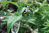 First Editions® Viburnum Spring Lace -- At Pacific Plug & Liner, Spring Trials 2016: Viburnum 'Spring Lace'™ featuring plentiful clusters of white flowers atop strong stems with large jagged edged foliage.  Height: 3-4 feet.  Spread: 3- 4 feet. FirstEditionPlants.com