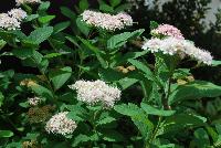 First Editions® Spiraea Pink Sparkler™ -- At Pacific Plug & Liner, Spring Trials 2016: Spiraea 'Pink Sparkler'™ featuring plentiful clusters of pink to crimson flowers atop strong tall stems of light to lime green foliage.  Height: 18-24 inches.  Spread: 12-18 inches. FirstEditionPlants.com