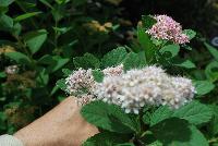 First Editions® Spiraea Pink Sparkler™ -- At Pacific Plug & Liner, Spring Trials 2016: Spiraea 'Pink Sparkler'™ featuring plentiful clusters of pink to crimson flowers atop strong tall stems of light to lime green foliage.  Height: 18-24 inches.  Spread: 12-18 inches. FirstEditionPlants.com