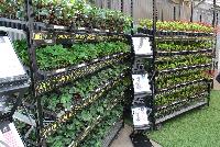   -- At Pacific Plug & Liner, Spring Trials 2016: A full display of various plant material and plugs available, along with the marketing and production support needed or success.