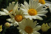 Summit® Argyranthemum frutescens Yellow -- From Cultivaris® Spring Trials 2016 @ Pacific Plug and Liner: Summit® Argyranthemum 'Yellow' featuring masses of daisy-like, cream-yellow flowers with dark yellow centers on strong sturdy stems.