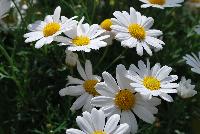 Summit® Argyranthemum frutescens White -- From Cultivaris® Spring Trials 2016 @ Pacific Plug and Liner: Summit® Argyranthemum 'White' featuring masses of daisy-like, bright white flowers with dark yellow centers on strong sturdy stems.