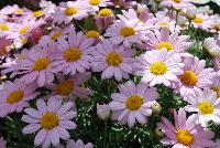 Summit® Argyranthemum frutescens Pink -- From Cultivaris® Spring Trials 2016 @ Pacific Plug and Liner: Summit® Argyranthemum 'Pink' featuring masses of daisy-like, soft pink flowers with dark yellow centers on strong sturdy stems.