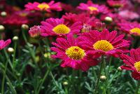 Summit® Argyranthemum frutescens Starlight Red -- From Cultivaris® Spring Trials 2016 @ Pacific Plug and Liner: Summit® Argyranthemum 'Starlight Red' featuring masses of daisy-like, neon pink-red flowers with dark yellow centers on strong sturdy stems.