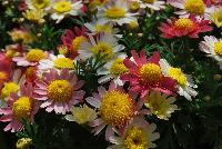 Go Daisy® Argyranthemum frutescens Fully Coral -- From Cultivaris® Spring Trials 2016 @ Pacific Plug and Liner: Go Daisy® Argyranthemum 'Fully Coral' featuring masses of daisy-like, cream to pink to coral red flowers with large dark yellow centers on strong sturdy stems of dark green foliage.