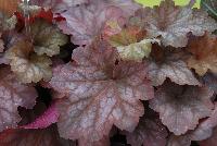 Heureka™ Heuchera Sweet Princess -- From Cultivaris® Spring Trials 2016 @ Pacific Plug and Liner: Heureka™ Heuchera 'Sweet Princess' featuring medium to large rounded, jagged edge leaves of olive green to prominent red-brown with red-violet undersides.  Great by itself or in combinations.