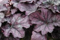 Heureka™ Heuchera Seasons King -- From Cultivaris® Spring Trials 2016 @ Pacific Plug and Liner: Heureka™ Heuchera 'Seasons King' featuring medium to large rounded edge leaves of dark-green turning to pinkish-purple with prominent black veining Great by itself or in combinations.