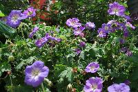  Geranium Jolly Blue -- From Cultivaris® Spring Trials 2016 @ Pacific Plug and Liner: Geranium 'Jolly Blue' featuring prolific bright light purple flowers on medium stems sitting atop rich green, velvety foliage.  Great in pots or beds or as a prolific groundcover.