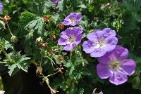  Geranium Jolly Blue -- From Cultivaris® Spring Trials 2016 @ Pacific Plug and Liner: Geranium 'Jolly Blue' featuring prolific bright light purple flowers on medium stems sitting atop rich green, velvety foliage.  Great in pots or beds or as a prolific groundcover.