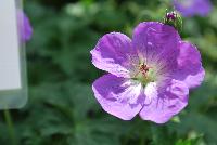  Geranium Jolly Blue -- From Cultivaris® Spring Trials 2016 @ Pacific Plug and Liner: Geranium 'Jolly Blue' featuring prolific bright light purple flowers on medium stems sitting atop rich green, velvety foliage.  Great in pots or beds or as a prolific groundcover.