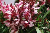  Gaura lindhemeri Lillipop Blush -- From Cultivaris® Spring Trials 2016 @ Pacific Plug and Liner: Gaura 'Lillipop Blush' featuring spires of “fuchsia-like” light pink to dark crimson flowers with dainty tentacles, which unfold from deep red finger-pods accentuated by lime green with red veined foliage.