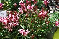  Gaura lindhemeri Lillipop Blush -- From Cultivaris® Spring Trials 2016 @ Pacific Plug and Liner: Gaura 'Lillipop Blush' featuring spires of “fuchsia-like” light pink to dark crimson flowers with dainty tentacles, which unfold from deep red finger-pods accentuated by lime green with red veined foliage.