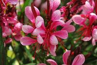  Gaura lindhemeri Lillipop Blush -- From Cultivaris® Spring Trials 2016 @ Pacific Plug and Liner: Gaura 'Lillipop Blush' featuring spires of “fuchsia-like” light pink to dark crimson flowers with dainty tentacles, which unfold from deep red finger-pods accentuated by lime green with red veined foliage.