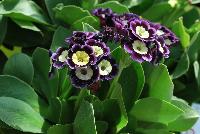 Bavarian Gaudi™ Primula auricula Mariandl -- From Cultivaris® Spring Trials 2016 @ Pacific Plug and Liner: Primula auricula Bavarian Gaudi™ 'Mariandl' featuring stunning clusters of yellow-centered flowers with bold deep-purple to light-purple edges atop bold broad-leaved, medium green foliage.