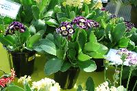 Bavarian Gaudi™ Primula auricula Mariandl -- From Cultivaris® Spring Trials 2016 @ Pacific Plug and Liner: Primula auricula Bavarian Gaudi™ 'Mariandl' featuring stunning clusters of yellow-centered flowers with bold deep-purple to light-purple edges atop bold broad-leaved, medium green foliage.
