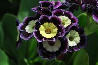 Bavarian Gaudi™ Primula auricula Mariandl -- From Cultivaris® Spring Trials 2016 @ Pacific Plug and Liner: Primula auricula Bavarian Gaudi™ 'Mariandl' featuring stunning clusters of yellow-centered flowers with bold deep-purple to light-purple edges atop bold broad-leaved, medium green foliage.