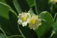 Bavarian Gaudi™ Primula auricula Grundl -- From Cultivaris® Spring Trials 2016 @ Pacific Plug and Liner: Primula auricula Bavarian Gaudi™ 'Grundl' featuring stunning prolific clusters of light to medium yellow, five-petal split-edged flowers on stems emanating from bold broad-leaved, medium green foliage.