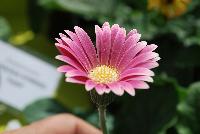 Drakensberg Daisy™ Gerbera Carmine -- From Cultivaris® Spring Trials 2016 @ Pacific Plug and Liner:  the Drakensberg Daisy™ Gerbera 'Carmine' featuring stunning salmon-pink to deep rose flowers with delicate yellow-white centers, on strong sturdy stems above broad-leaved, deep green foliage.