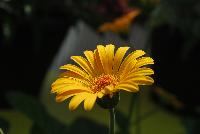 Drakensberg Daisy™ Gerbera Golden Wonder -- From Cultivaris® Spring Trials 2016 @ Pacific Plug and Liner:  the Drakensberg Daisy™ Gerbera 'Gold' featuring rich, deep yellow-gold flowers with dark yellow-orange centers, on strong sturdy stems above broad-leaved, deep green foliage.