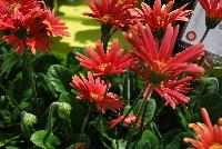 Drakensberg Daisy™ Gerbera Orange -- From Cultivaris® Spring Trials 2016 @ Pacific Plug and Liner:  the Drakensberg Daisy™ Gerbera 'Orange' featuring rich, deep orange to salmon-orange flowers with dark yellow-orange centers, on strong sturdy stems above broad-leaved, deep green foliage.