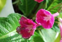 Fleischle Hybrids Streptocarpus Rubina Pink -- From Cultivaris® Spring Trials 2016 @ Pacific Plug and Liner: Fleischle Hybrids Streptocarpus 'Rubina Pink' featuring dainty trumpets of neon to bright pink flowers with white flutes, on strong sturdy stems above broad-leaved, frilled, deep green foliage.